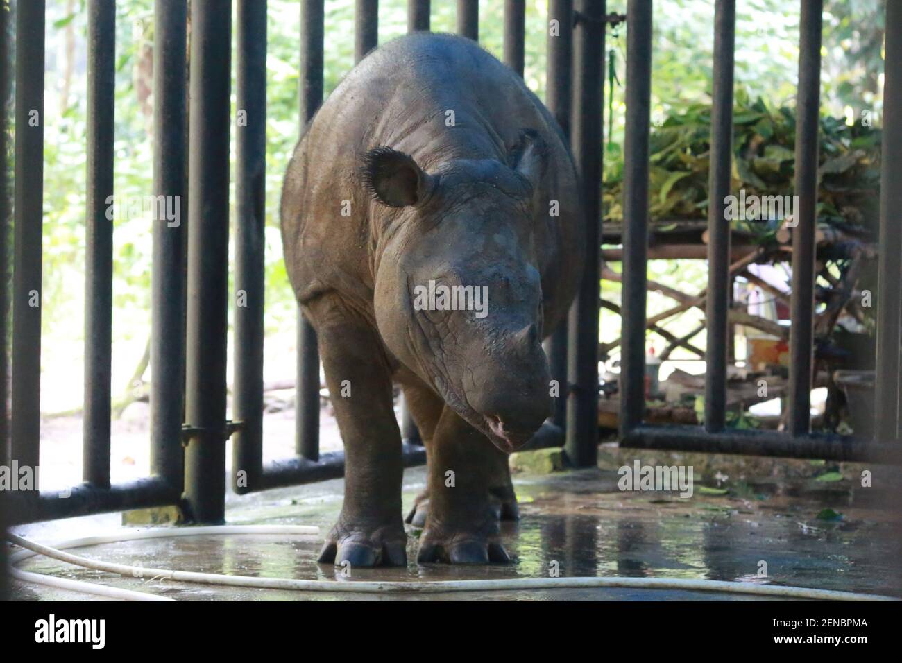 Un rinoceronte di Sumatran (Dicerorhinus sumatrensis) presso il Santuario di Sumatran Rhino (SRS), Way Kambas National Park a Lampung, Indonesia, il 21 luglio 2019. I rinoceronti di Sumatran sono i più piccoli di tutti i rinoceronti, e l'unica varietà asiatica con due corna. (Foto di Ferdi Awed/INA Photo Agency/Sipa USA) Foto Stock