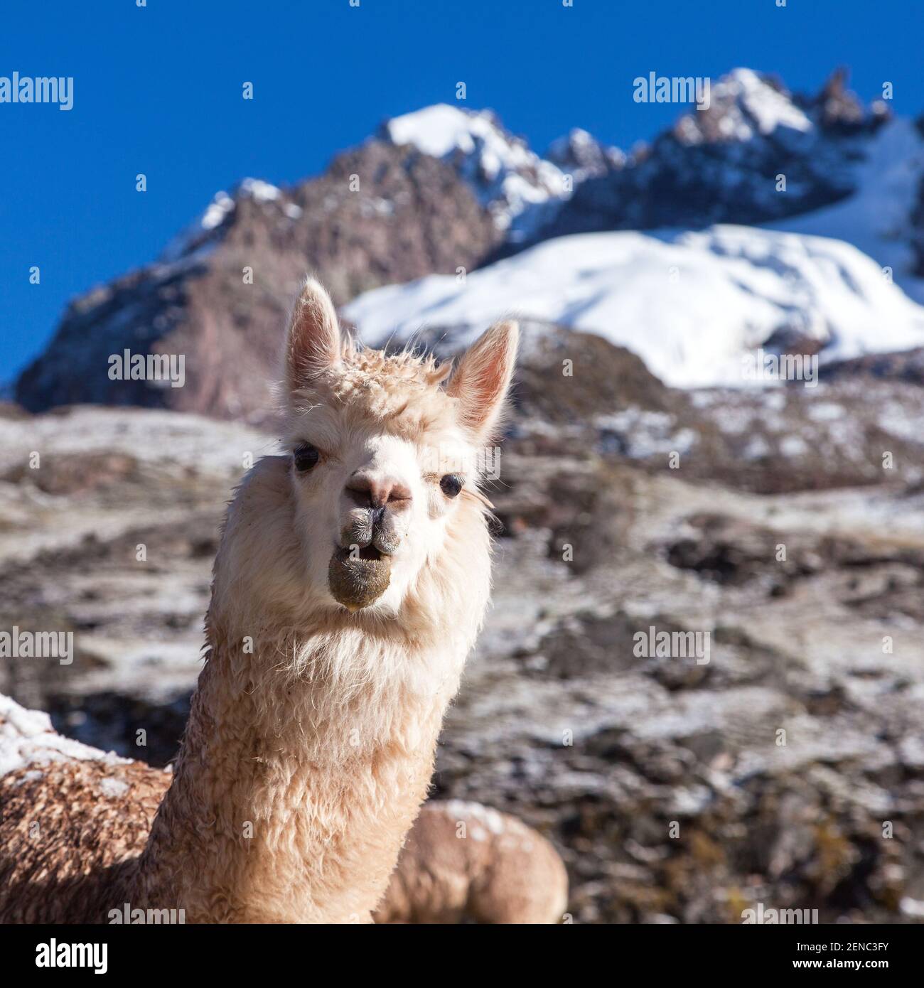 lama o lama, un ritratto della testa animale, Ande montagne, Perù Foto Stock