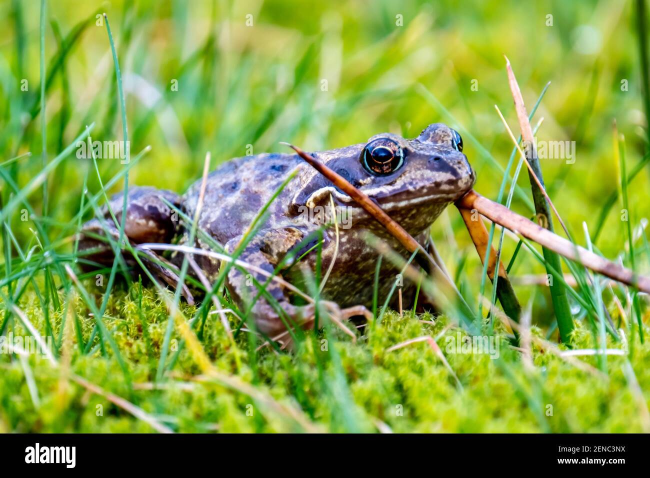 Una rana comune, Rana temporaria, che si nasconde tra il verde gras e muschio in Irlanda. Foto Stock