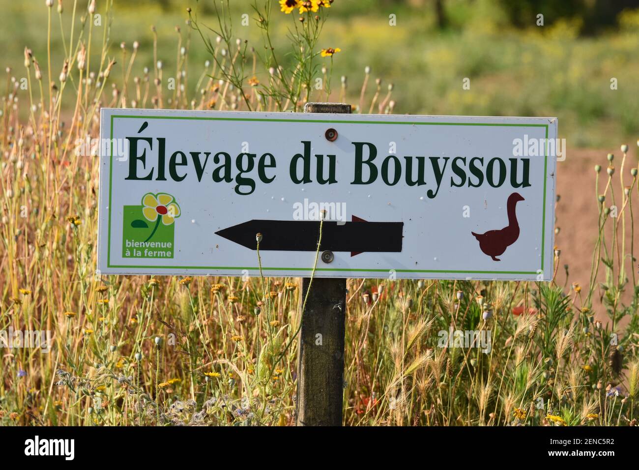 Produzione di foie Gras, Regione Limousin, Francia Foto Stock