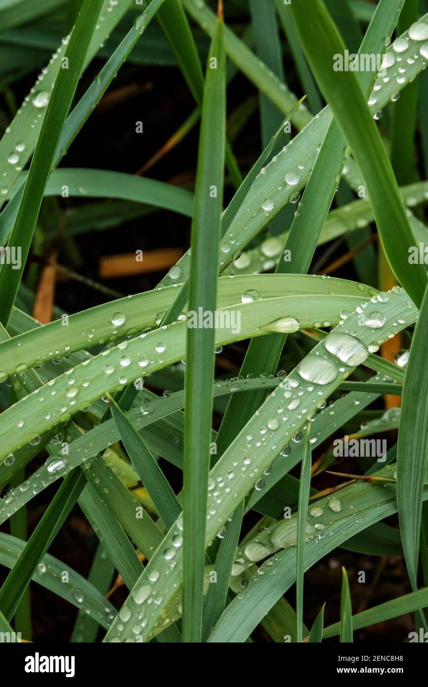 Regentropfen auf Grashalme Foto Stock