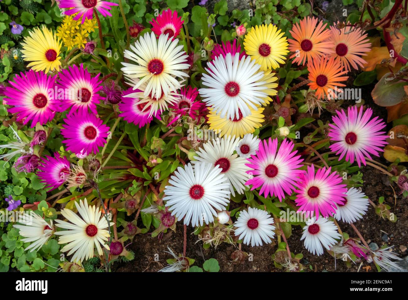 Blühende Mittagsblumen, (Dorotheanthus sp),. Foto Stock