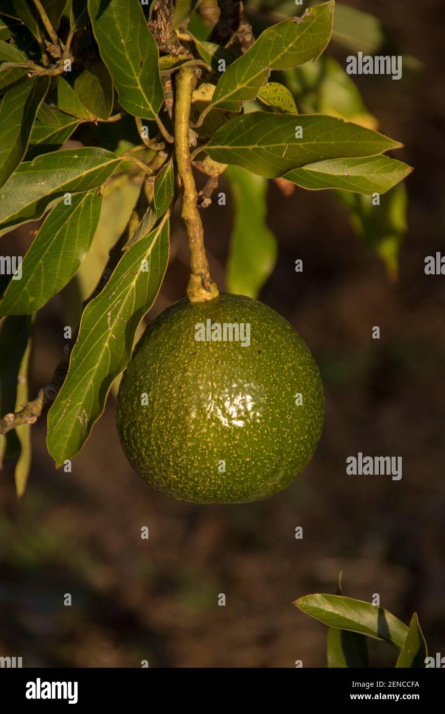 Single Reed avocado (persea americana) che cresce in un frutteto nel Queensland, Australia. Frutta grossa, rotonda, pesante, verde, sferica. Foto Stock