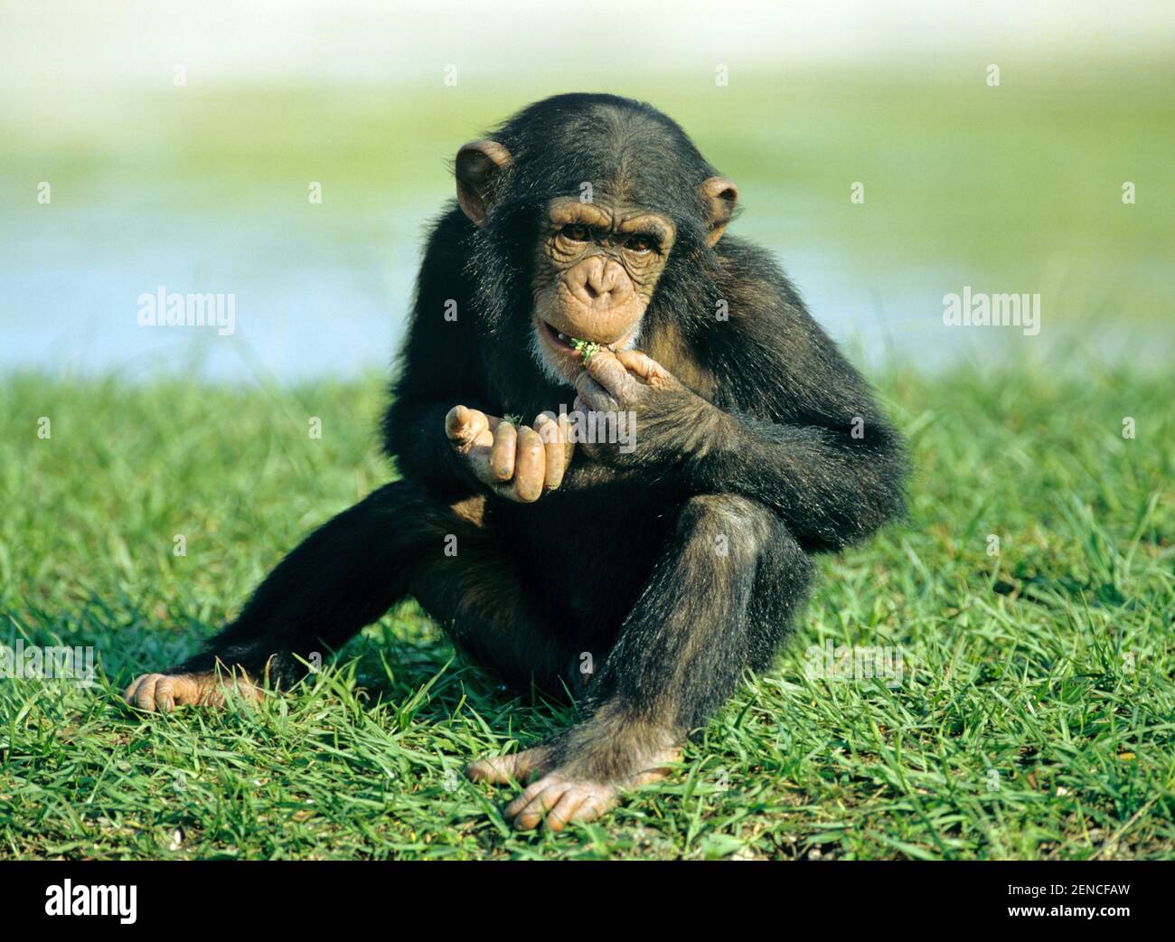 Schimpasse, Jungtier, Chimpanzee, Chimpasse, (Pan Troglodytes), Foto Stock