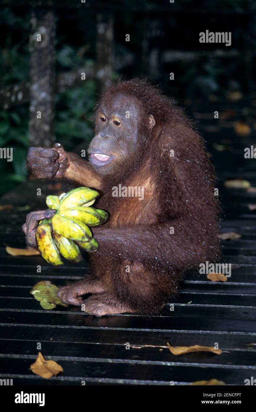 Orang-Utan, Auswilderungsstation,(Pongo Pygmaeus) Foto Stock