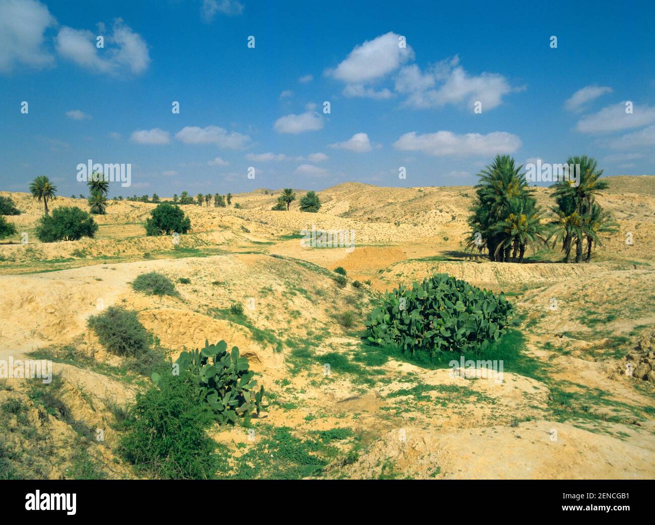 Sahara, Oase Mit Dattelpalmen, Tunesien, Nordafrika Foto Stock