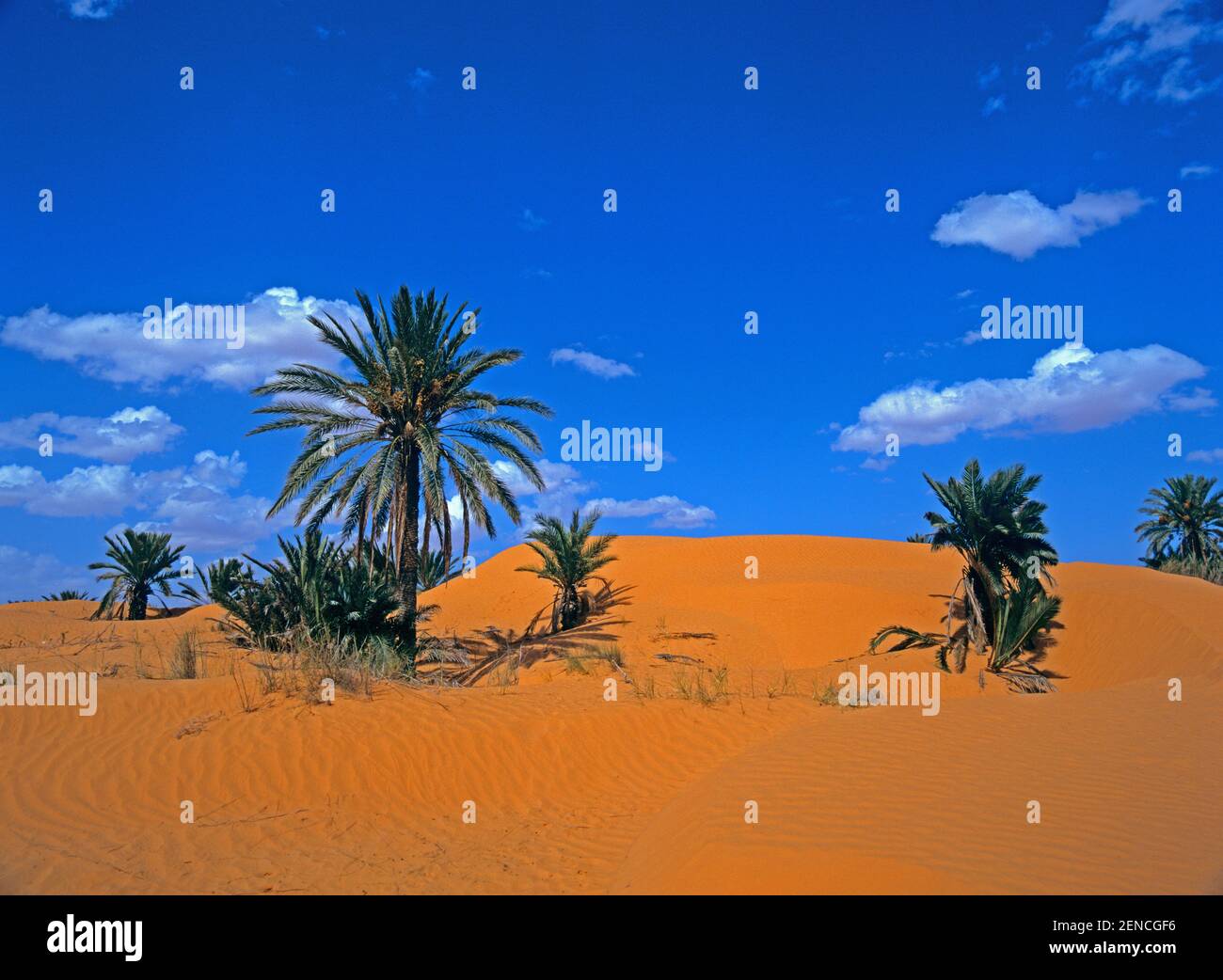 Sahara, Oase Mit Dattelpalmen, Tunesien, Nordafrika Foto Stock