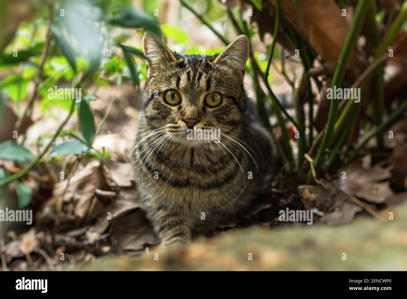 Un gatto a righe con occhi sorpresi in giardino. Ritratto in primo piano, guardando direttamente la fotocamera. Sfondo sfocato del fogliame verde. A piedi Foto Stock