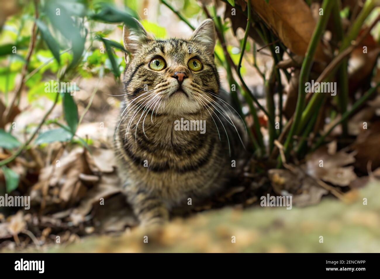 Un gatto a righe con occhi sorpresi in giardino. Ritratto in primo piano, guardando direttamente la fotocamera. Sfondo sfocato del fogliame verde. A piedi Foto Stock