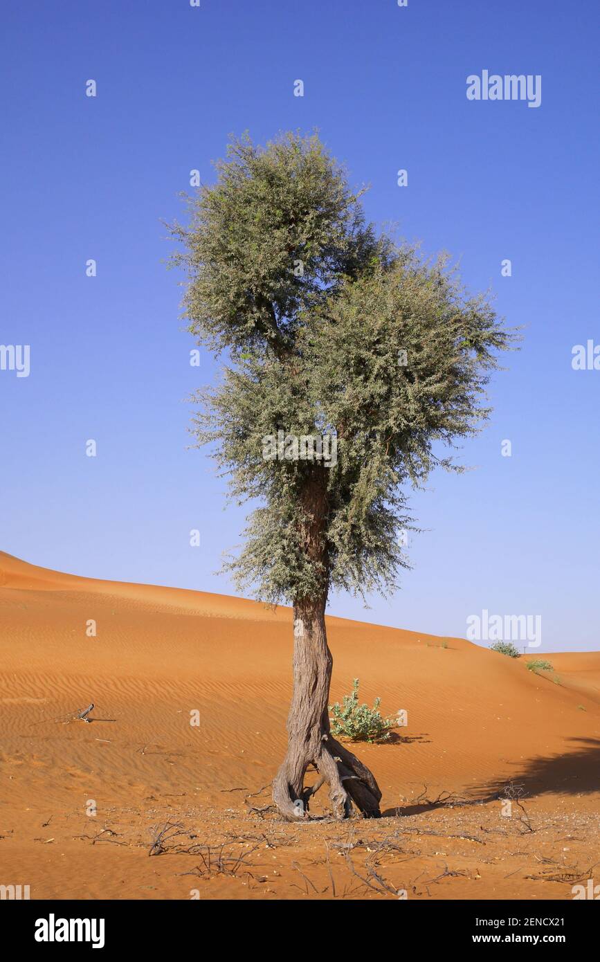 Albero solitario nel deserto, Emirati Arabi Uniti, Abu Dhabi Foto Stock