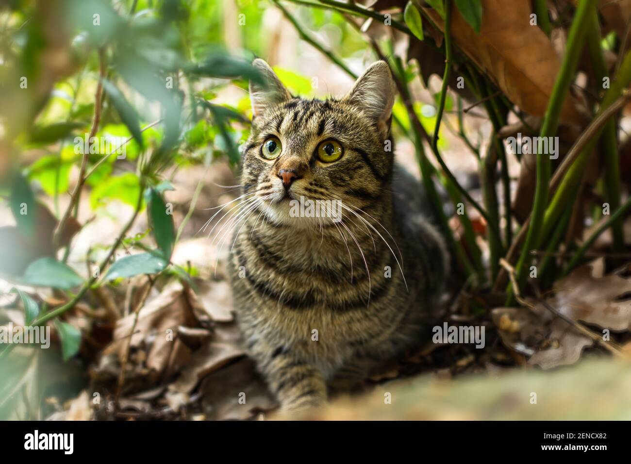 Un gatto a righe con occhi sorpresi in giardino. Ritratto in primo piano, guardando direttamente la fotocamera. Sfondo sfocato del fogliame verde. A piedi Foto Stock