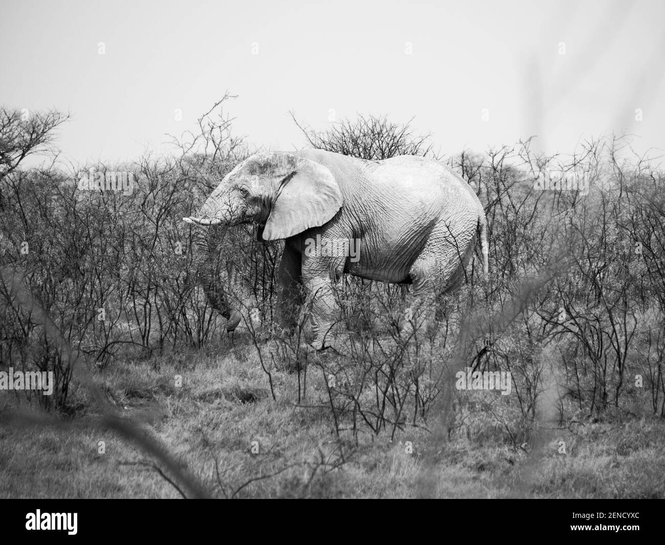 Elefante africano nella boccola Foto Stock