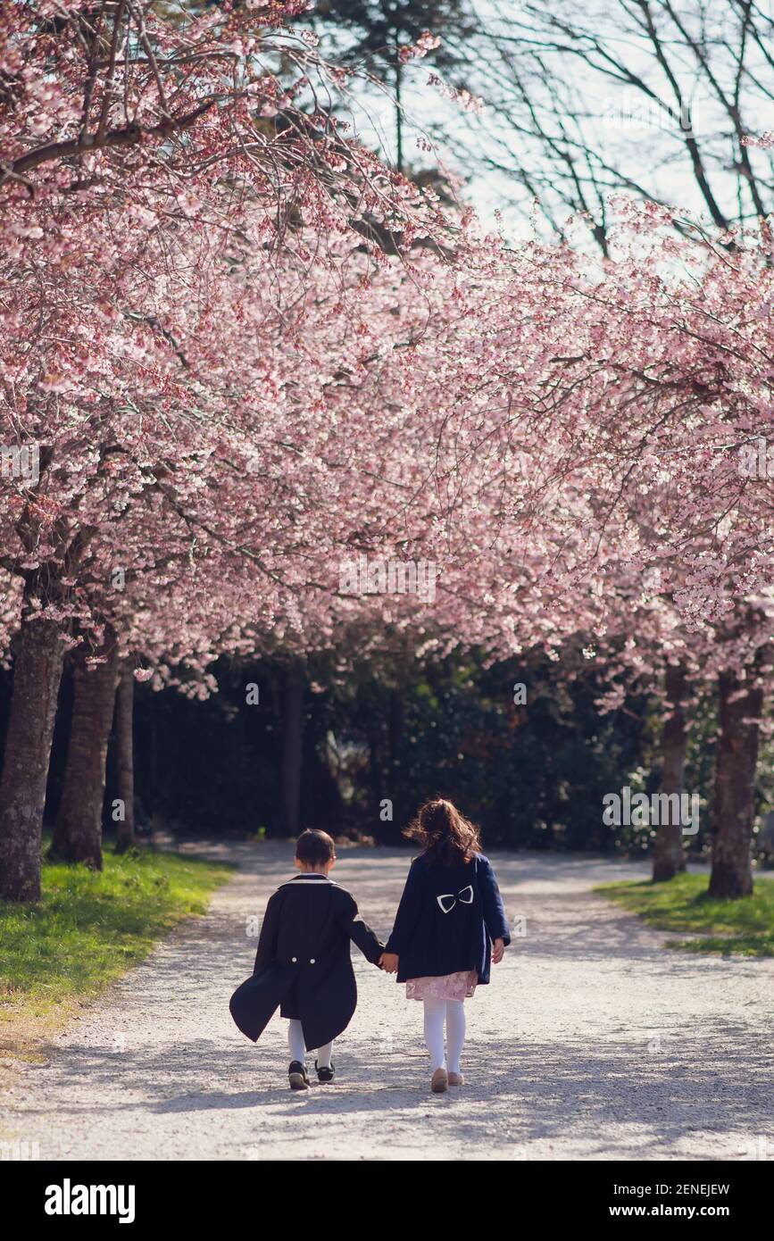 Bambini che camminano sotto alberi di ciliegio, mano in mano. Un ragazzo in smoking e un cappotto in primavera con fiori di ciliegio in giornata di sole. Losanna, Svizzera. Foto Stock