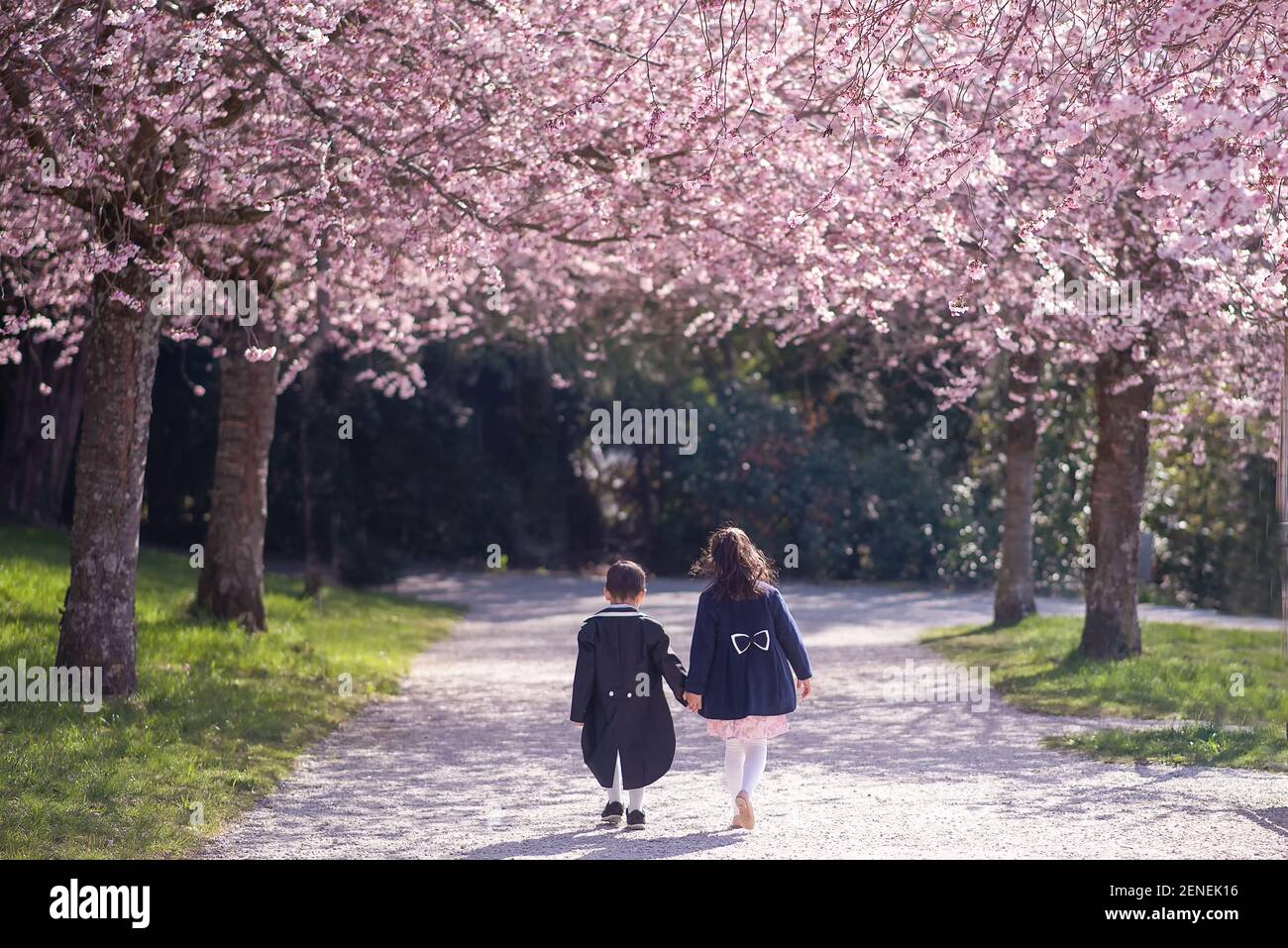 Bambini che camminano sotto alberi di ciliegio, mano in mano. Un ragazzo in smoking e un cappotto in primavera con fiori di ciliegio in giornata di sole. Losanna, Svizzera. Foto Stock