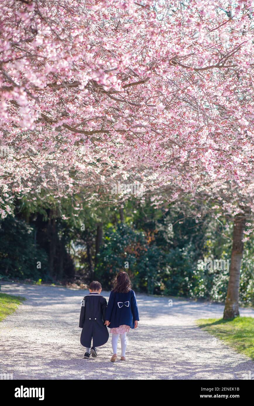 Bambini che camminano sotto alberi di ciliegio, mano in mano. Un ragazzo in smoking e un cappotto in primavera con fiori di ciliegio in giornata di sole. Losanna, Svizzera. Foto Stock