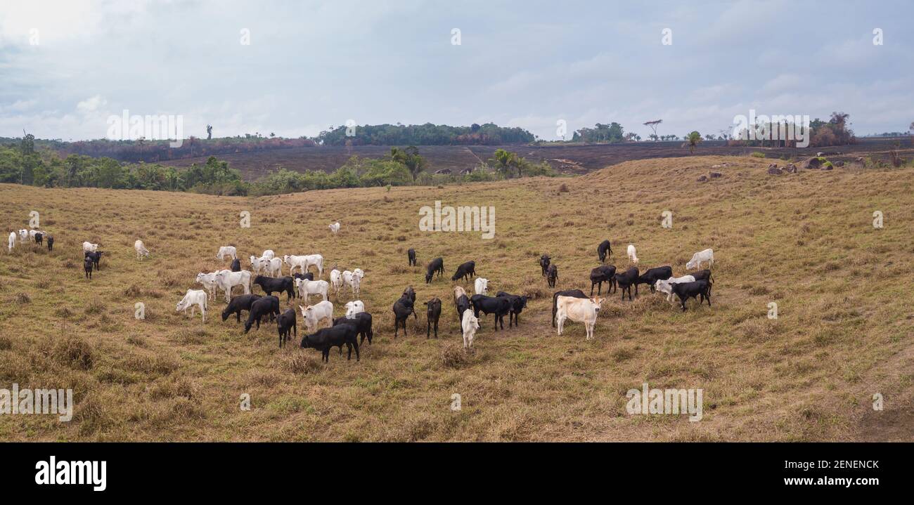 Vista panoramica aerea dei pascoli di bestiame nella fattoria di bestiame nella foresta amazzonica, Para, Brasile. Foreste bruciate illegali sullo sfondo. Ambiente Foto Stock
