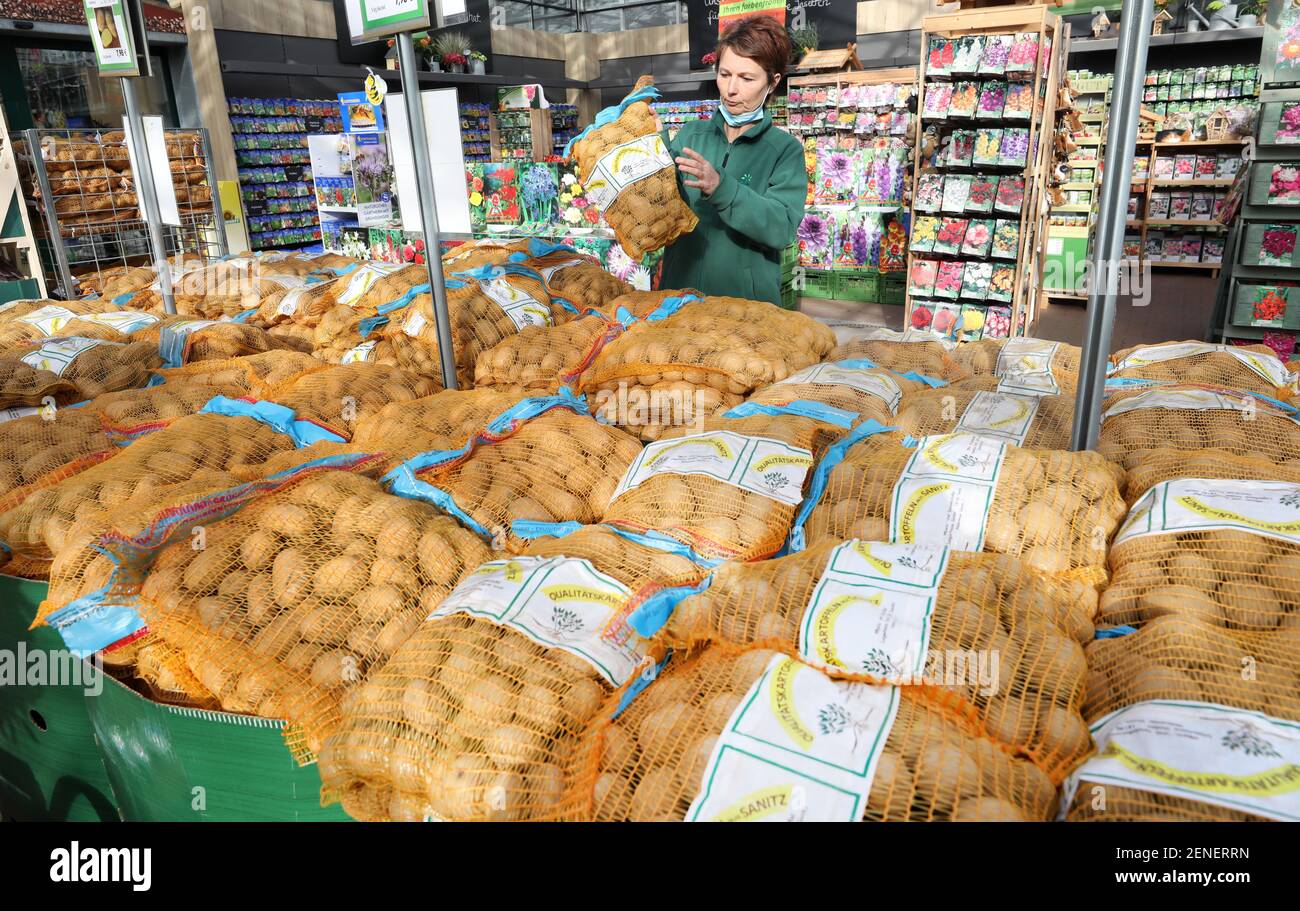 Rostock, Germania. 26 Feb 2021. Astrid Fanter dispone i sacchi di patate da semina al centro del giardino di Grönfingers. Dopo mesi di chiusura a causa della corona, il centro giardino è riaperto il 01.03.2021. Il negozio di 15,000 metri quadrati con un massimo di 120 dipendenti è pronto per la corsa prevista. Credit: Bernd Wüstneck/dpa-Zentralbild/dpa/Alamy Live News Foto Stock