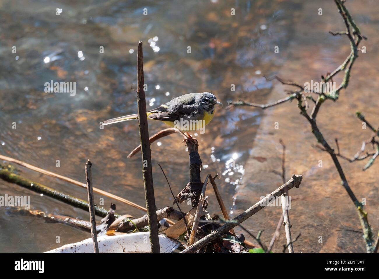 L'uccello maschio di wagtail grigio poggia su un ramo sopra un ruscello. Foto Stock