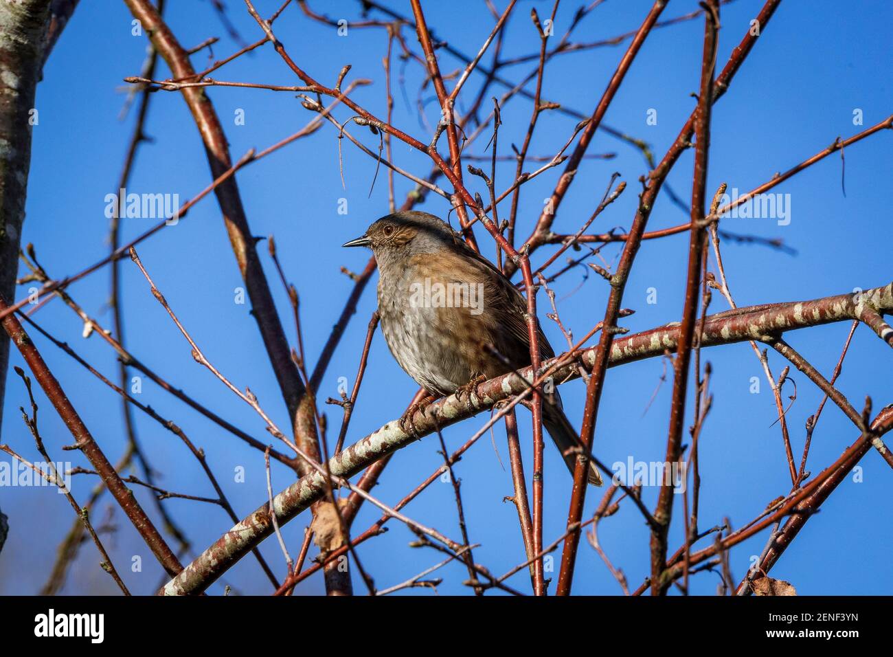 Dunnock uccello giardino comune seduta su un ramo albero. Foto Stock