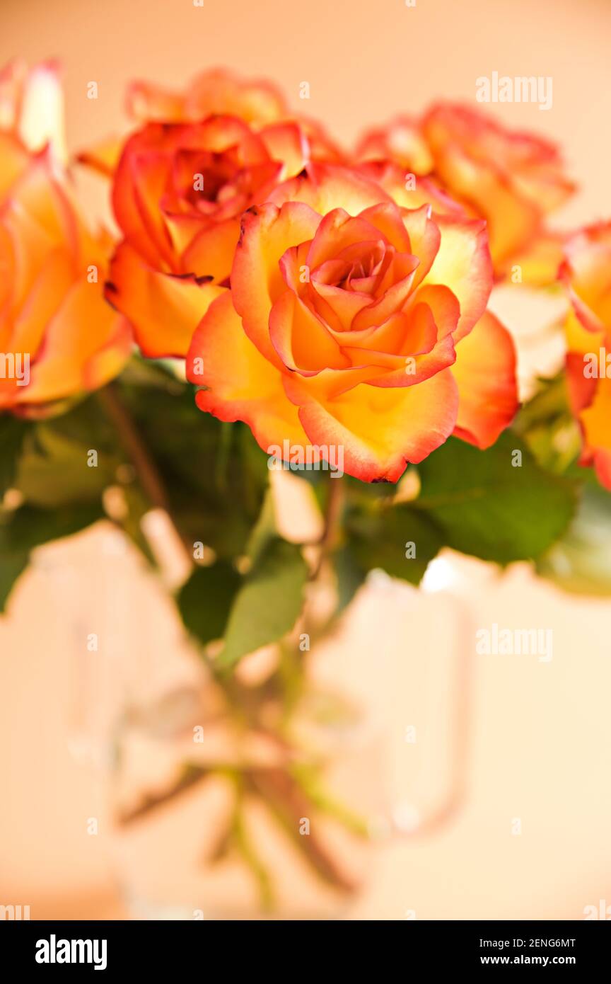 Bouquet di rose rosse e gialle si muovono nel telaio. Un regalo per una donna, una mamma o una nonna. Movimento lento. Verticale Foto Stock