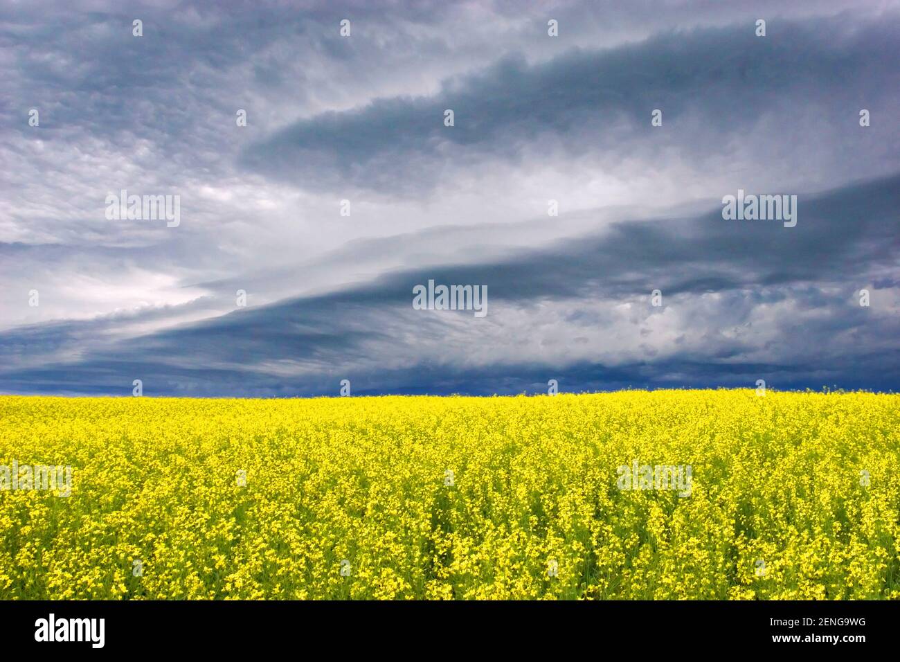 Gewitter über Rapsfeld, Stati Uniti, Kanada, Manitoba, Foto Stock