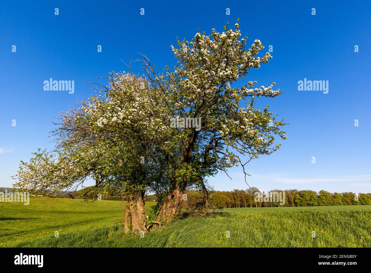 Alter knorriger Apfelbaum Foto Stock