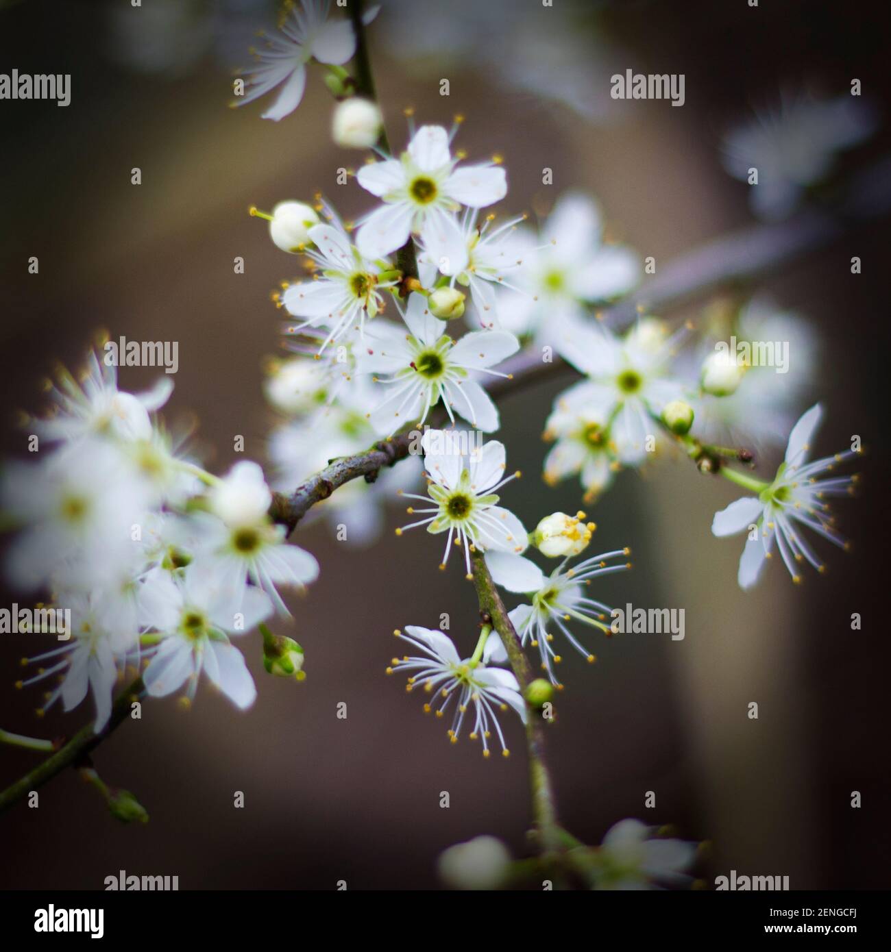 Piccoli fiori bianchi in fiore su un ramo Foto Stock