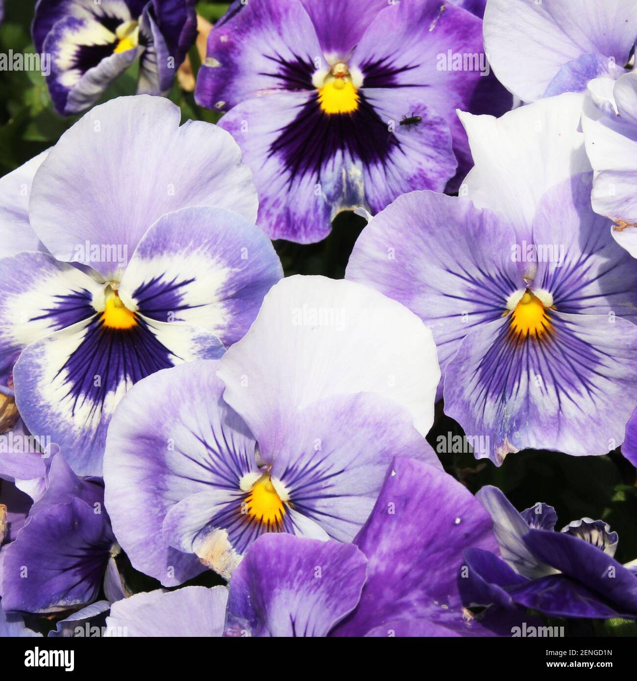 Un primo piano di un mazzo di fiori di viola. I fiori sono viola con un cuore giallo Foto Stock