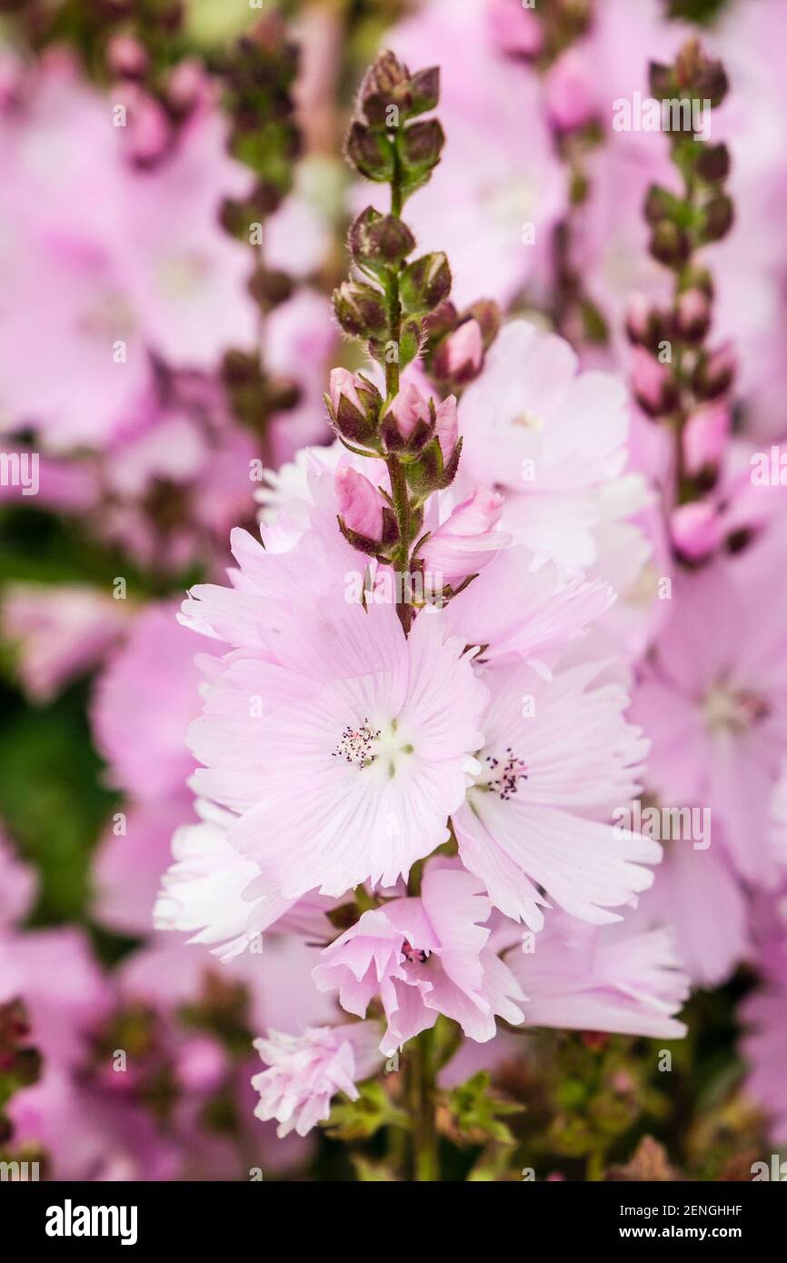 Punte di fiori rosa di Prairie Mallow o Sidalcea fiori che crescono all'aperto. Inghilterra, Regno Unito, Gran Bretagna Foto Stock