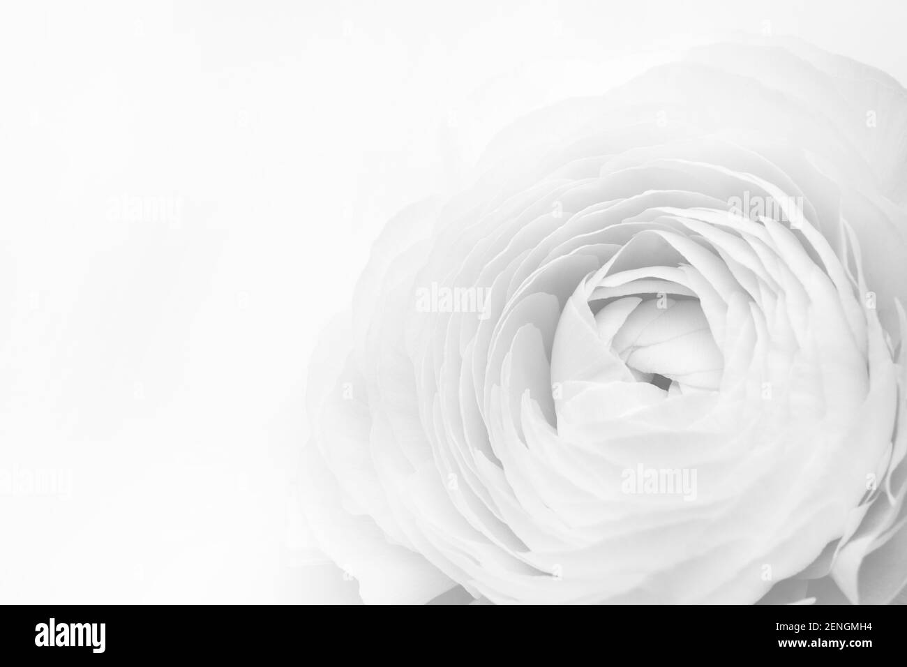 Bel fiore grande tenero butterCup. Ranunculus Clooney Hanoi.Soft fuoco. Inserire il testo. Foto Stock