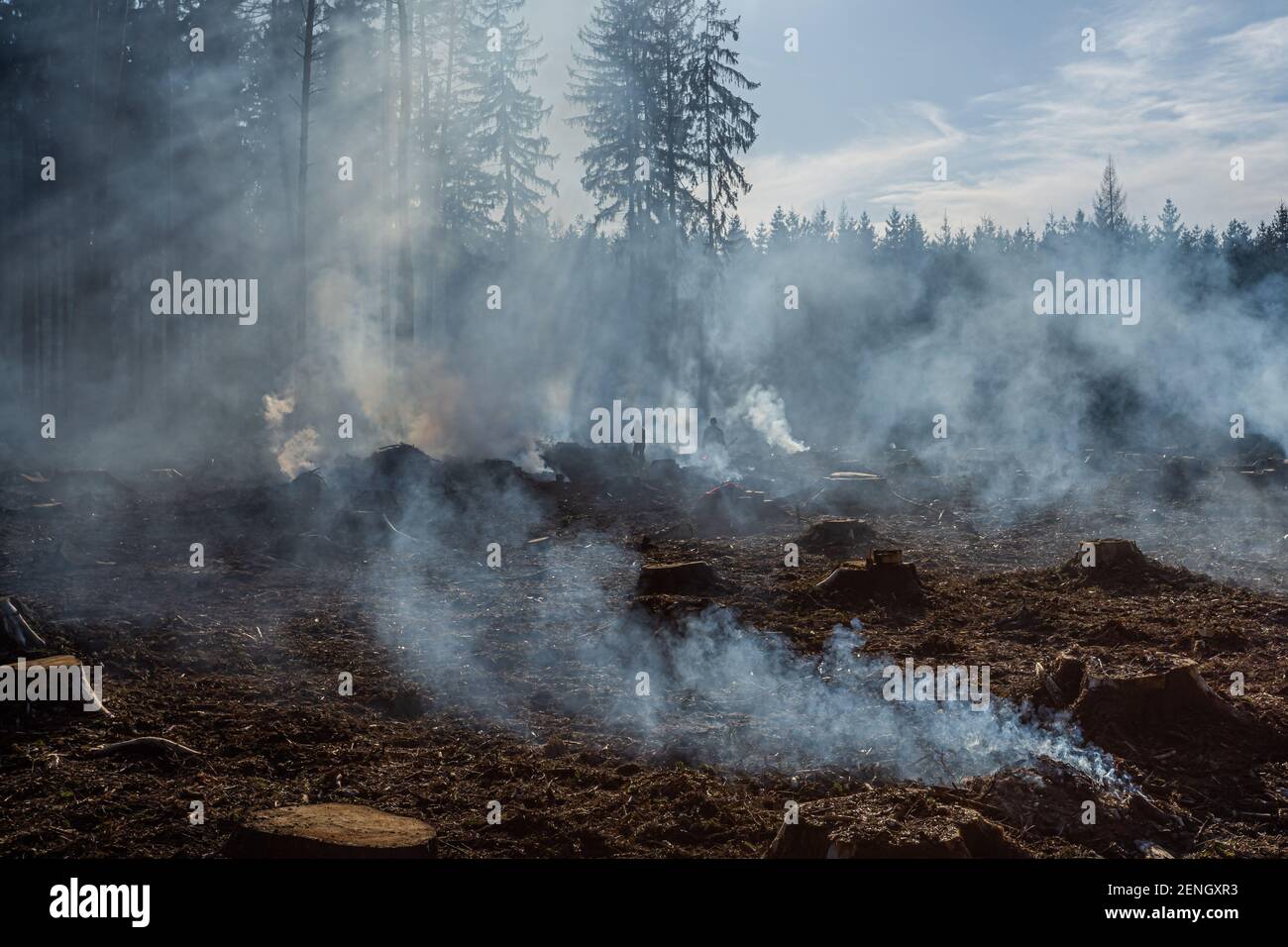 Grande campo con fumo dopo il fuoco selvaggio. Tutti gli alberi e l'erba sono bruciati dopo il fuoco della foresta o le opere forestali. Foto Stock