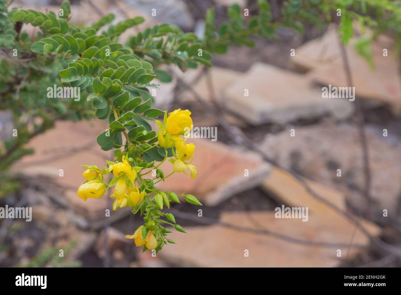 Una pianta fiorita gialla, probabilmente della famiglia Fabaceae, in habitat naturale vicino a Cristalia in Minas Gerais Foto Stock