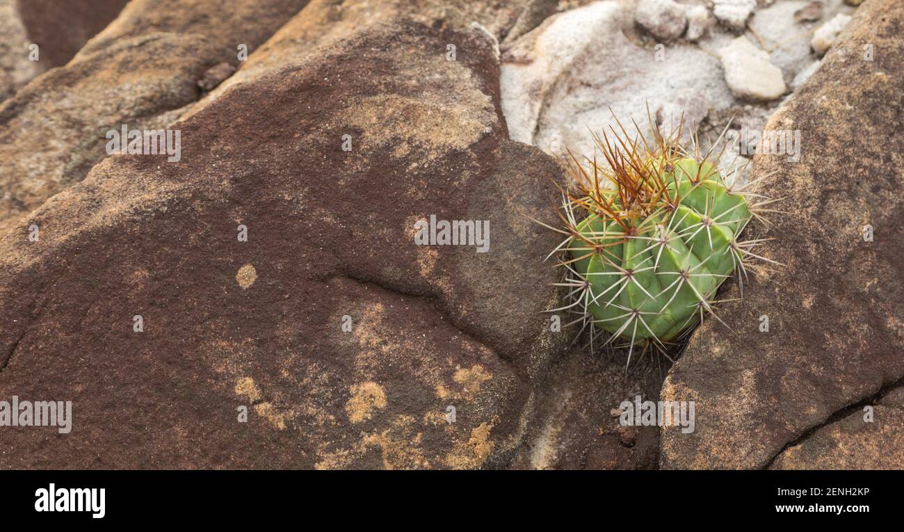 Fiore Naturale brasiliano: Un Melocactus in habitat naturale vicino a Cristalia in Minas Gerais, Brasile Foto Stock
