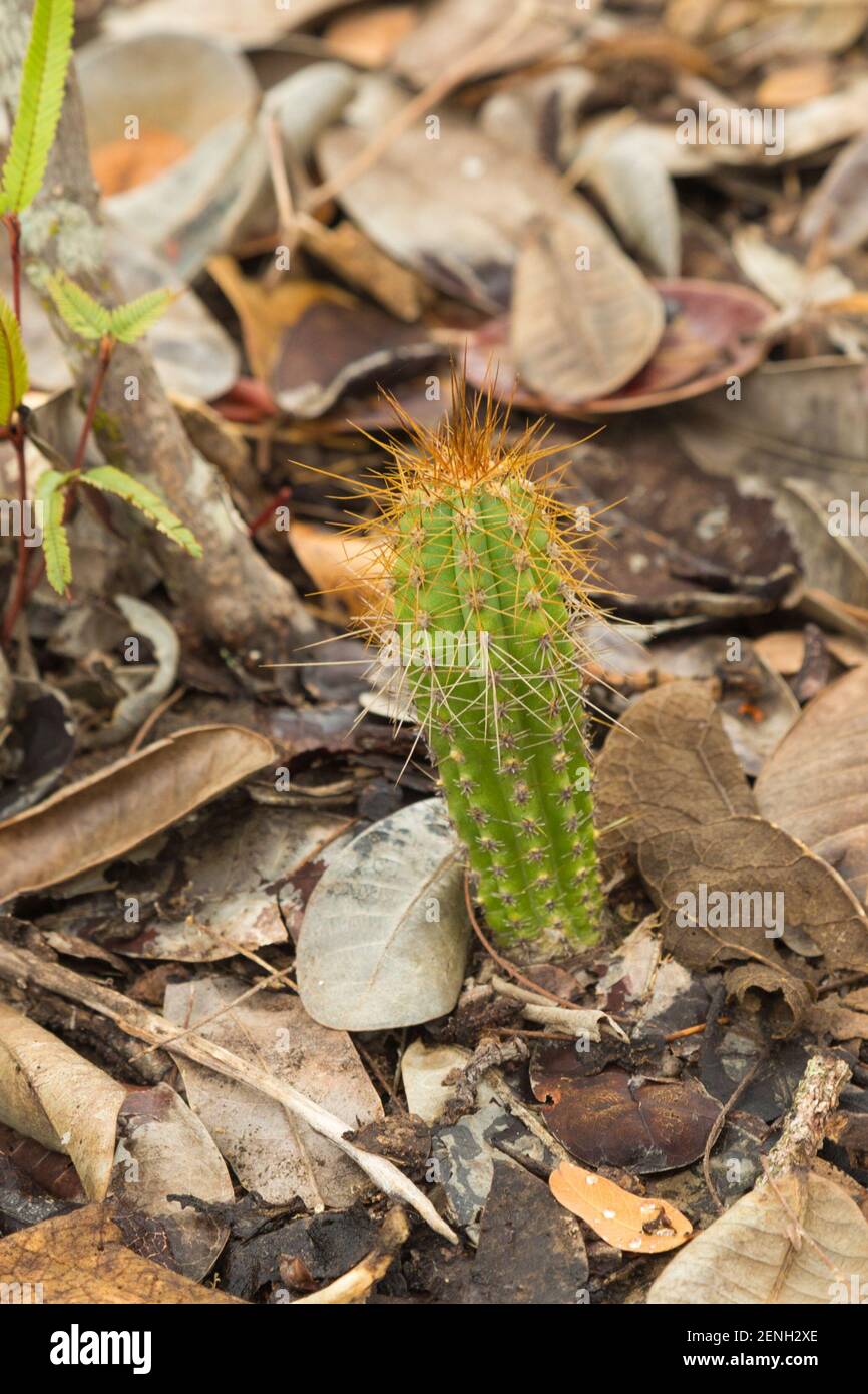 Wildflower brasiliano: Una colonna di un cactus in habtiat naturale vicino a Cristalia in Minas Gerais Foto Stock