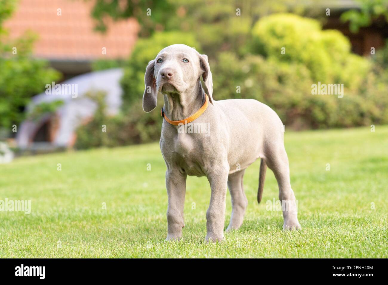Ritratto di carino weimaraner cucciolo razza cane al parco essere giocoso. Foto Stock