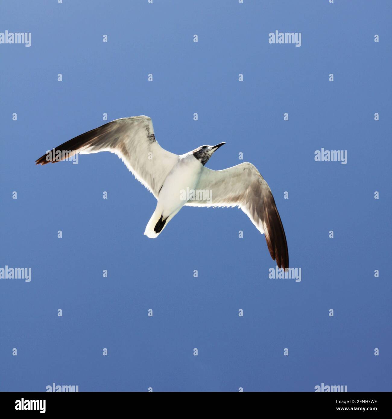 Un unico gabbiano volante contro un cielo blu chiaro Foto Stock