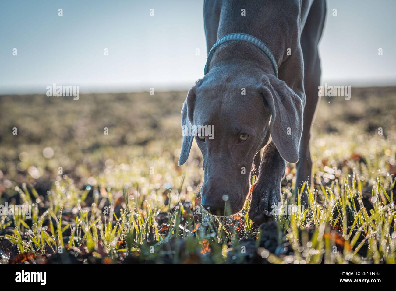 Weimaraner punta il cane che sniffing nell'erba verde con la testa giù Foto Stock