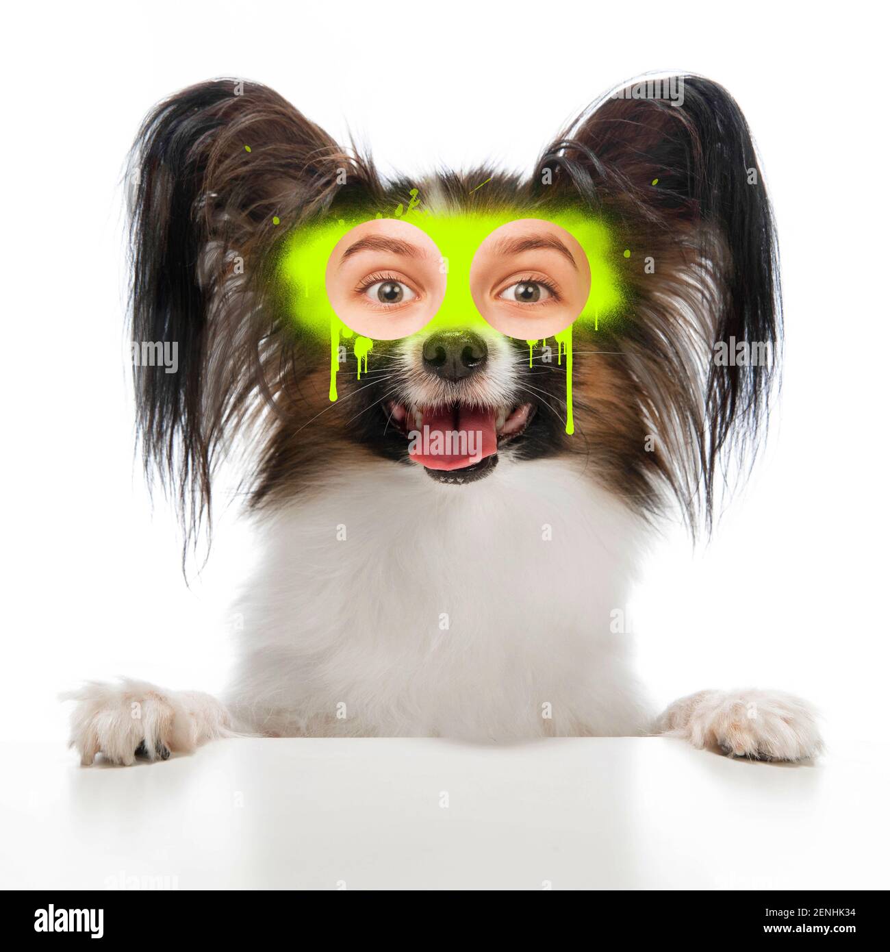 Arte contemporanea collage concetto. Ritratto di cane con gli occhi umani, stile di graffità. Concetto di design moderno, surrealismo, divertimento, creatività, ispirazione. Montaggio immagine divertente. Foto Stock