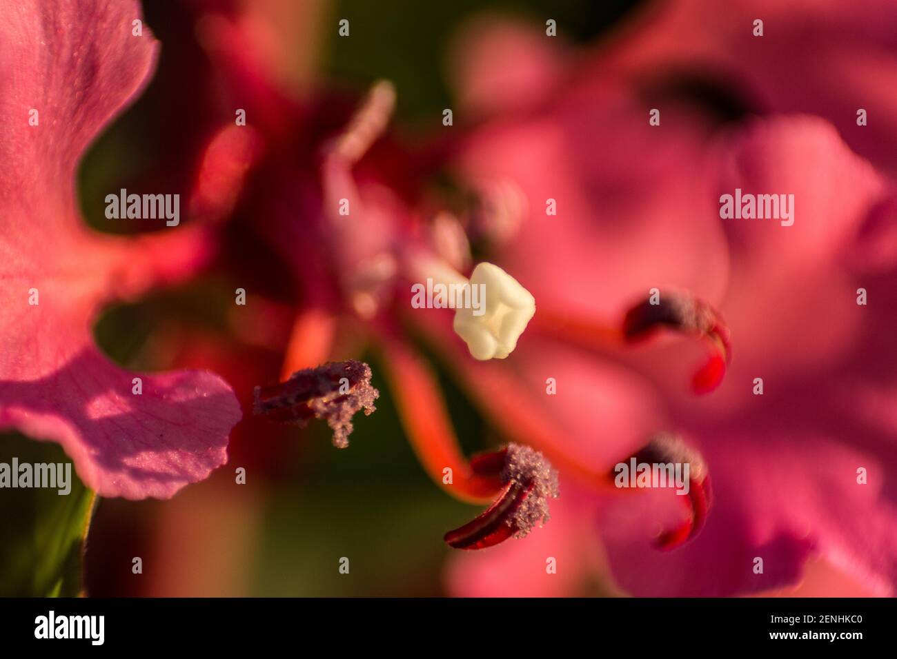 Primo piano dello Stamen e stili di un selvaggio rosa Fiore di Gaura Foto Stock