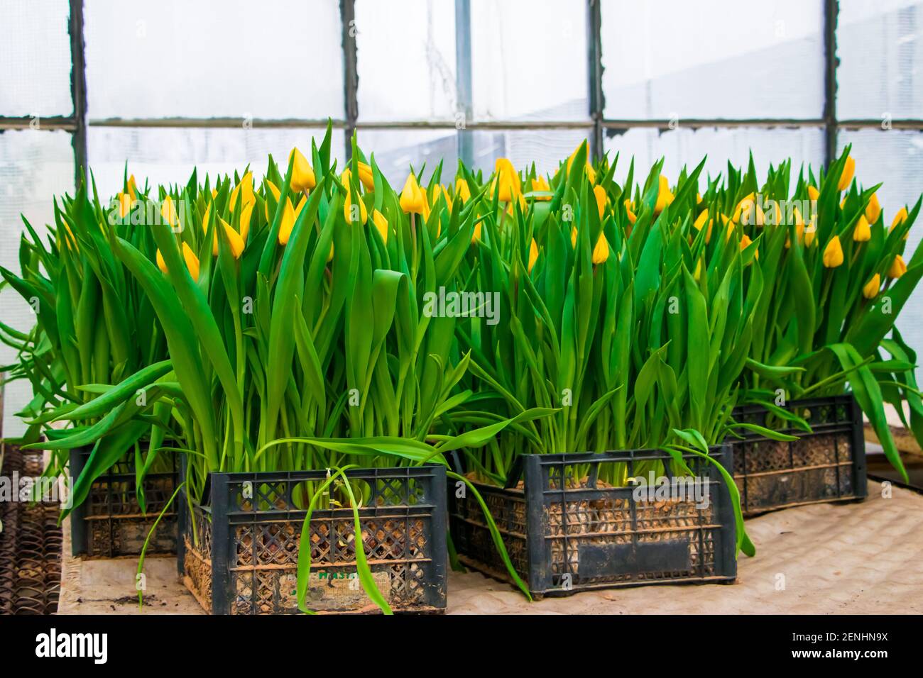 Tulipani crescenti in serra. Fiori gialli in scatole di seedling. Giardinaggio domestico. Foto Stock