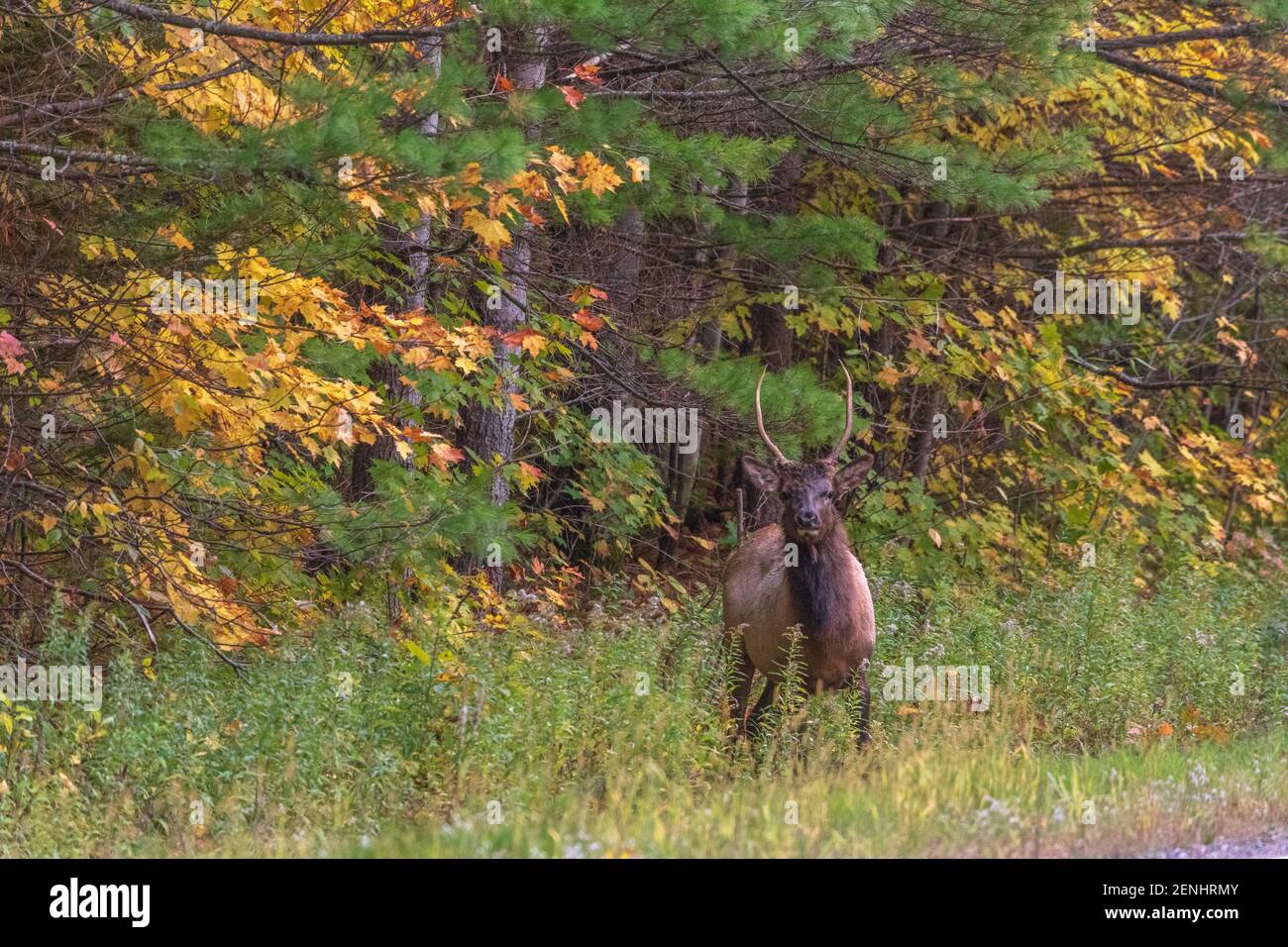 Giovane alce di toro sul lato della strada nella Foresta Nazionale di Chequamegon nella zona del lago di Clam. Foto Stock