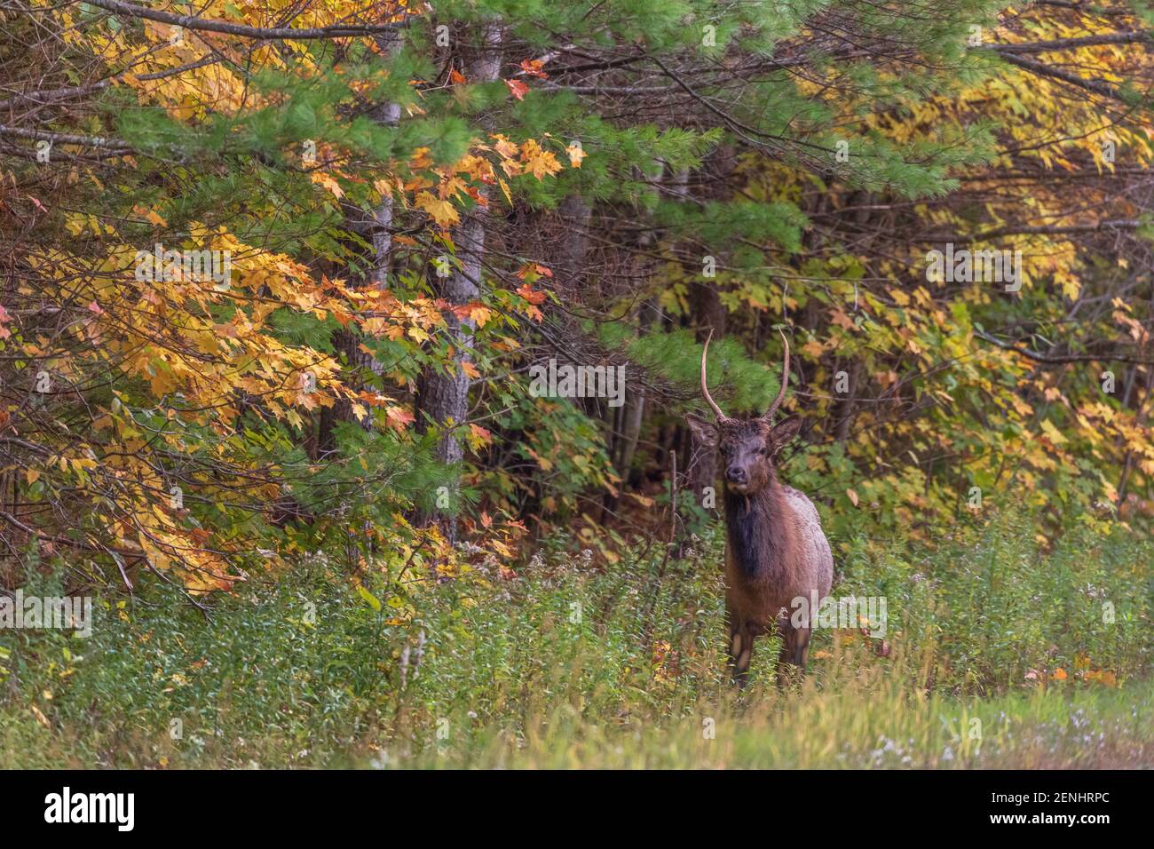 Giovane alce di toro sul lato della strada nella Foresta Nazionale di Chequamegon nella zona del lago di Clam. Foto Stock