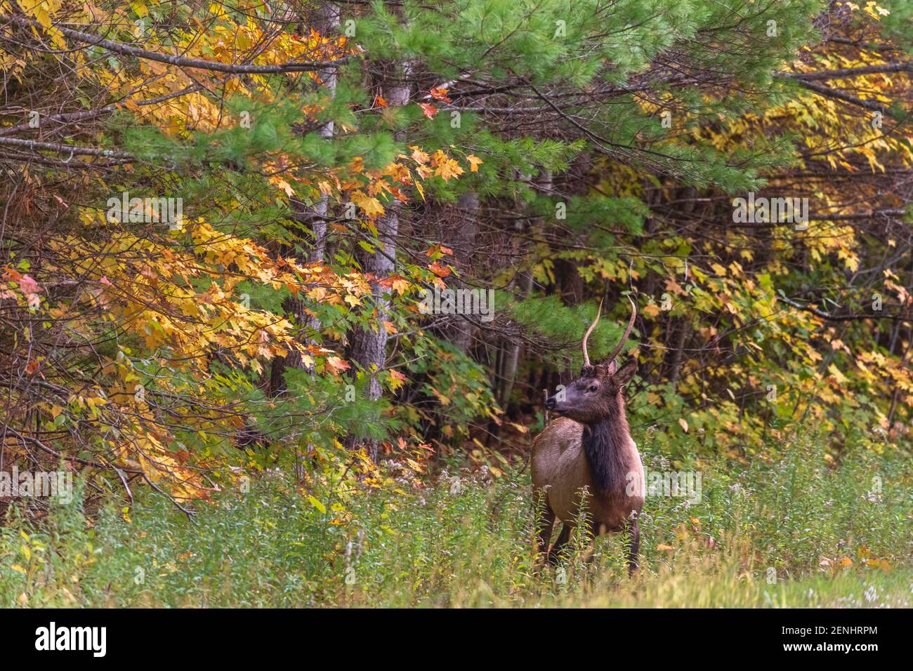 Giovane alce di toro sul lato della strada nella Foresta Nazionale di Chequamegon nella zona del lago di Clam. Foto Stock