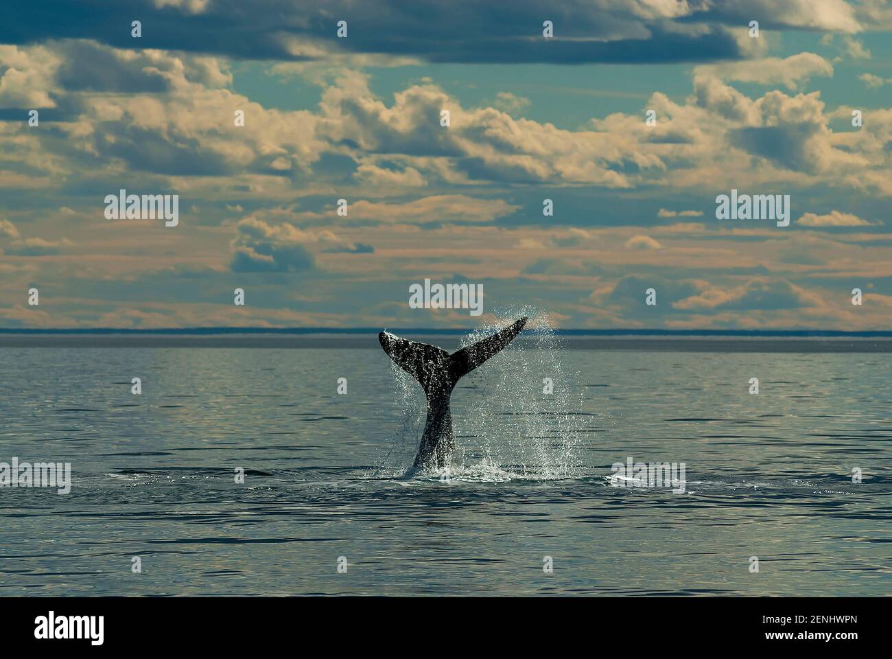 Balena di destra meridionale, Penisola Valdes, Patrimonio dell'Umanità dell'UNESCO, Patagonia, Argentina. Foto Stock