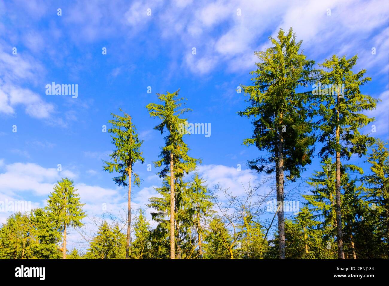 Nadelbaeume im Wald, Foto Stock