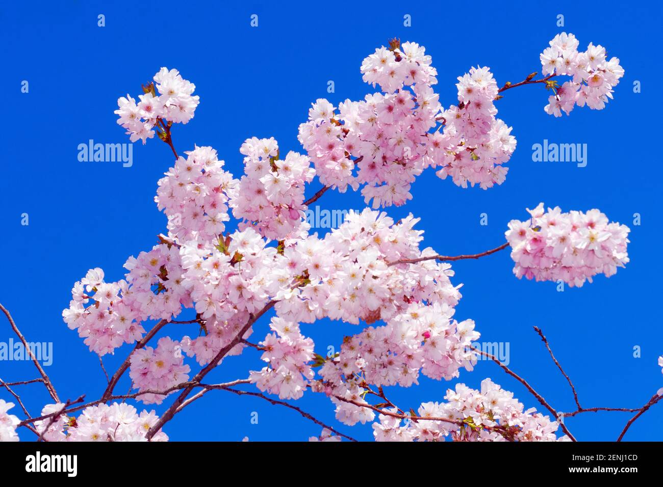 Prunus argentii accolade, Bergkirsche, japanische Blütenkirsche, Foto Stock