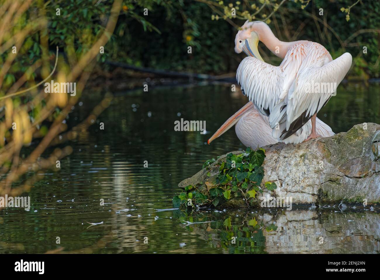 LIONE, FRANCIA, 24 febbraio 2021 : Pellicani alla luce del loro laghetto, Parc de la Tete d'Or, nel centro della città. Foto Stock