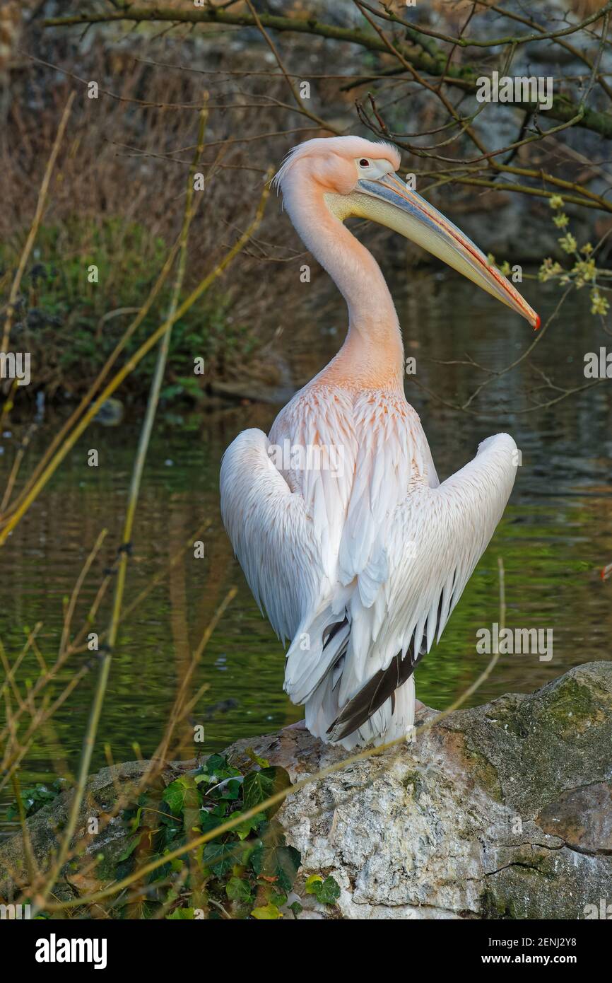 LIONE, FRANCIA, 24 febbraio 2021 : Pellicani alla luce del loro laghetto, Parc de la Tete d'Or, nel centro della città. Foto Stock