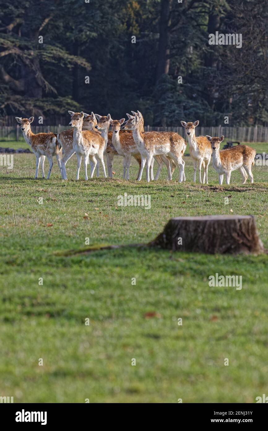 LIONE, FRANCIA, 24 febbraio 2021 : mandria di cervi sui prati del Parc de la Tete d'Or. Il parco è uno dei parchi cittadini più grandi della Francia. Foto Stock