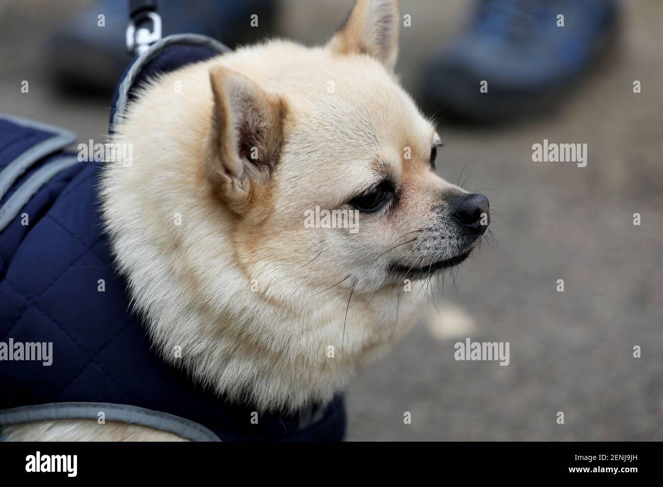 Un cane Chihuahua preso per una passeggiata in Sussex, Regno Unito. Foto Stock